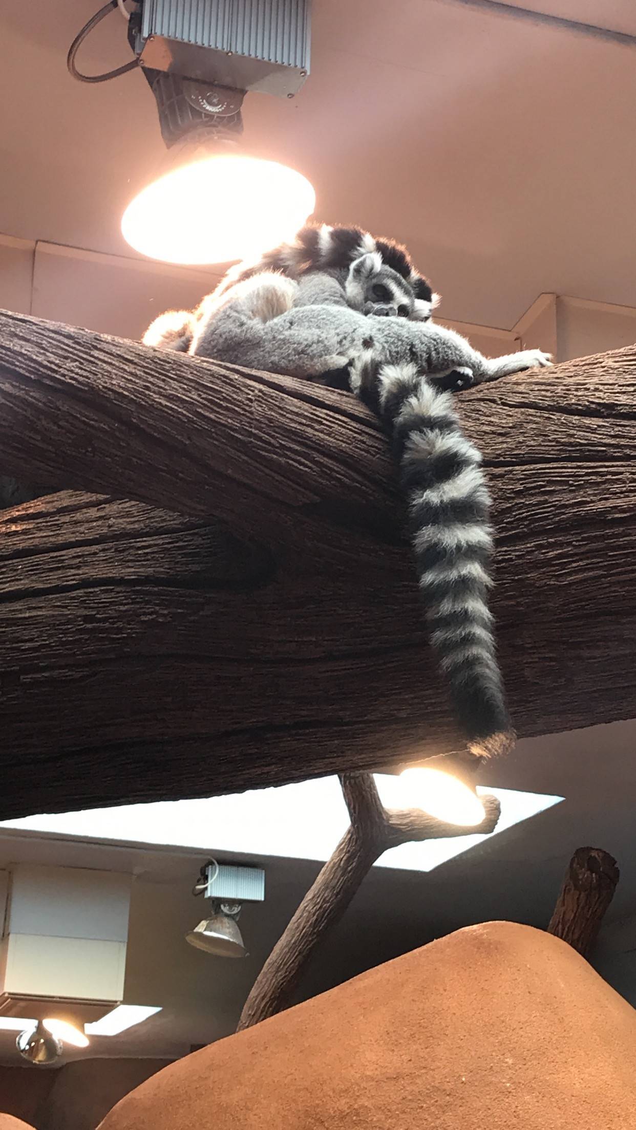 Två lemurer som ligger på en gren